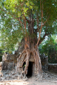Cambodge Temples d'Angkor-164