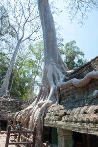 Cambodge Temples d'Angkor-83