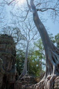 Cambodge Temples d'Angkor-84