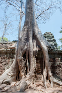 Cambodge Temples d'Angkor-89